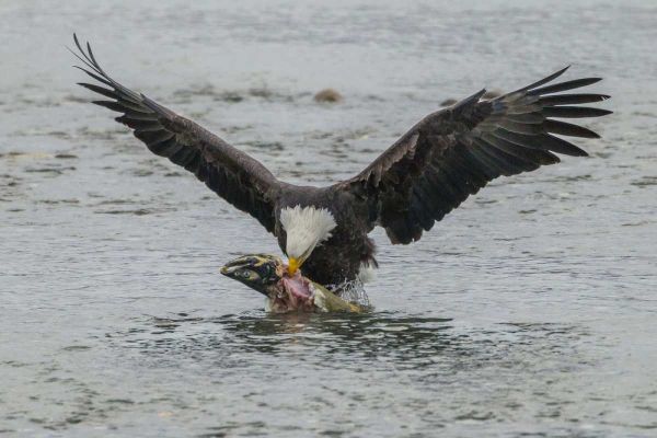 AK, Chilkat Bald eagle takes flight with fish